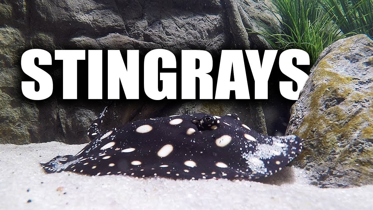 2,000G STINGRAY AQUARIUM