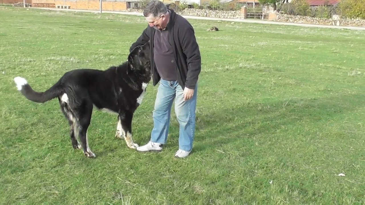 El mastín moloso gigante