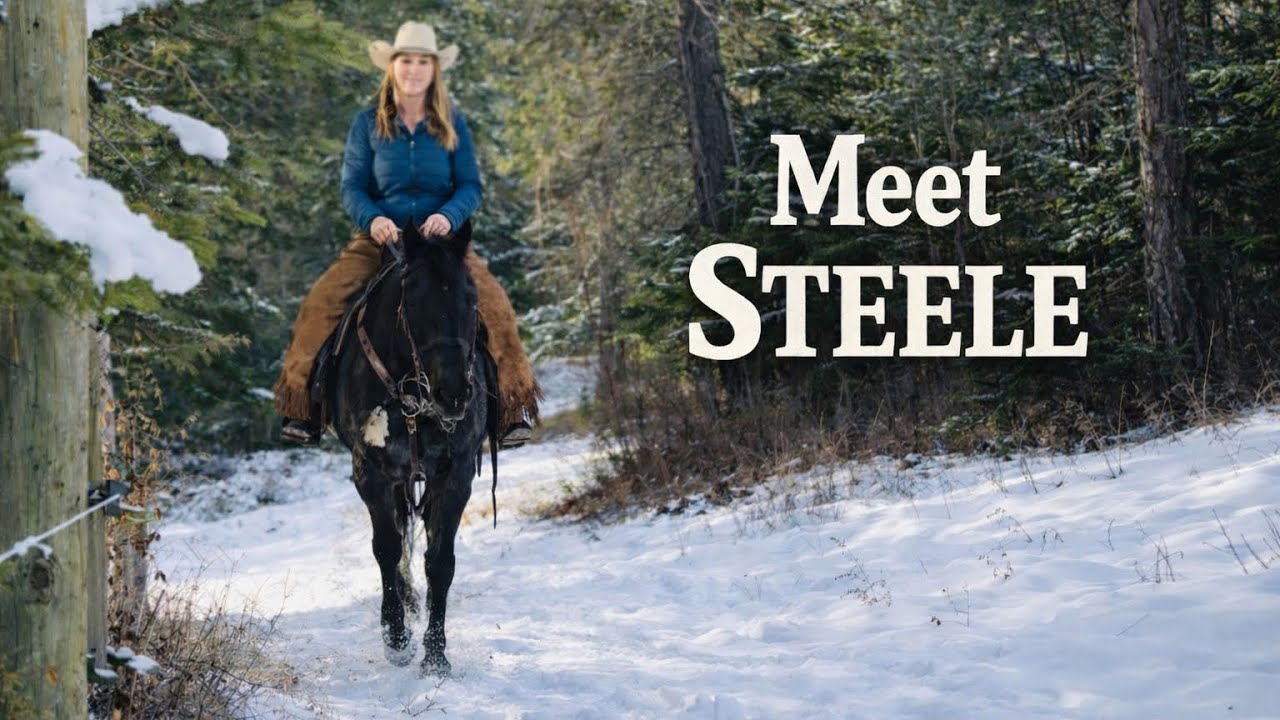 Meet Steele | Snow on the Trail Horse | Narrated
