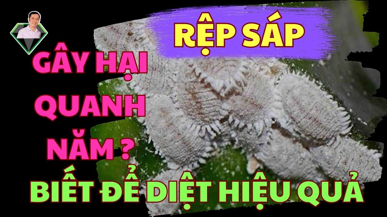 Có Phải Rệp Sáp Gây Hại Quanh Năm ? Biết Để Diệt Và Trị Rệp Sáp Hiệu Quả | Lương Hồng Sơn