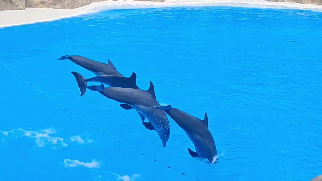 Loro Parque/Tenerife, Dolphin Show