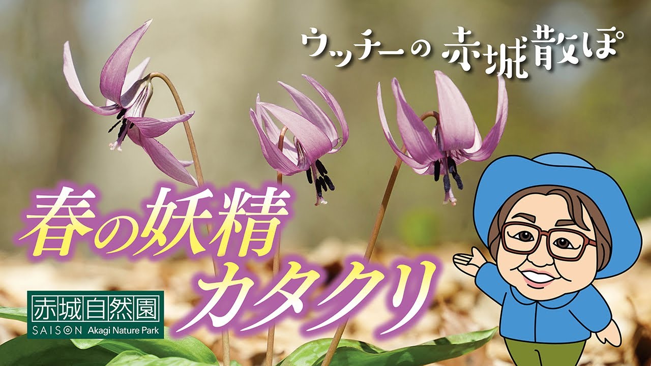 ウッチーの赤城散ぽ2024 #1 ～春の妖精カタクリ～