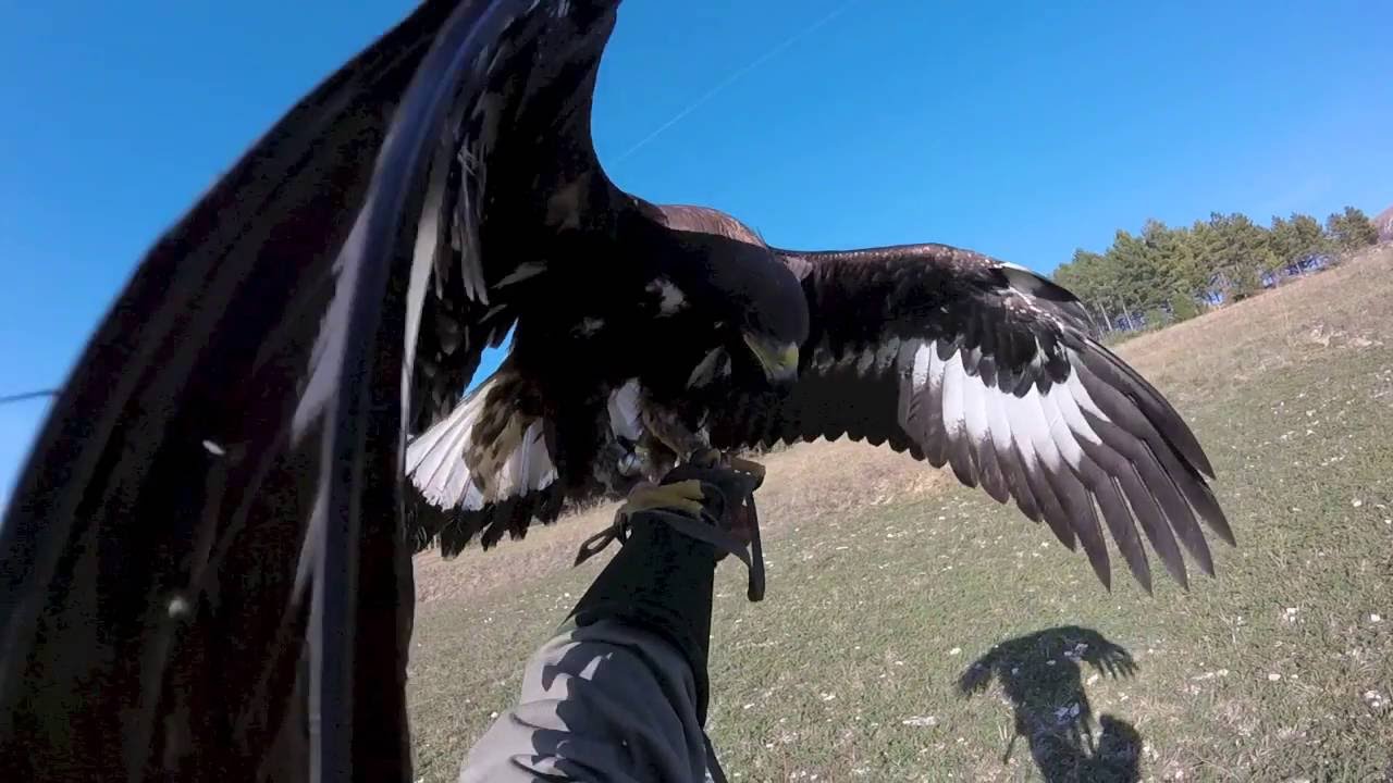 AQUILA REALE Venturini Falconeria 1 IGOL
