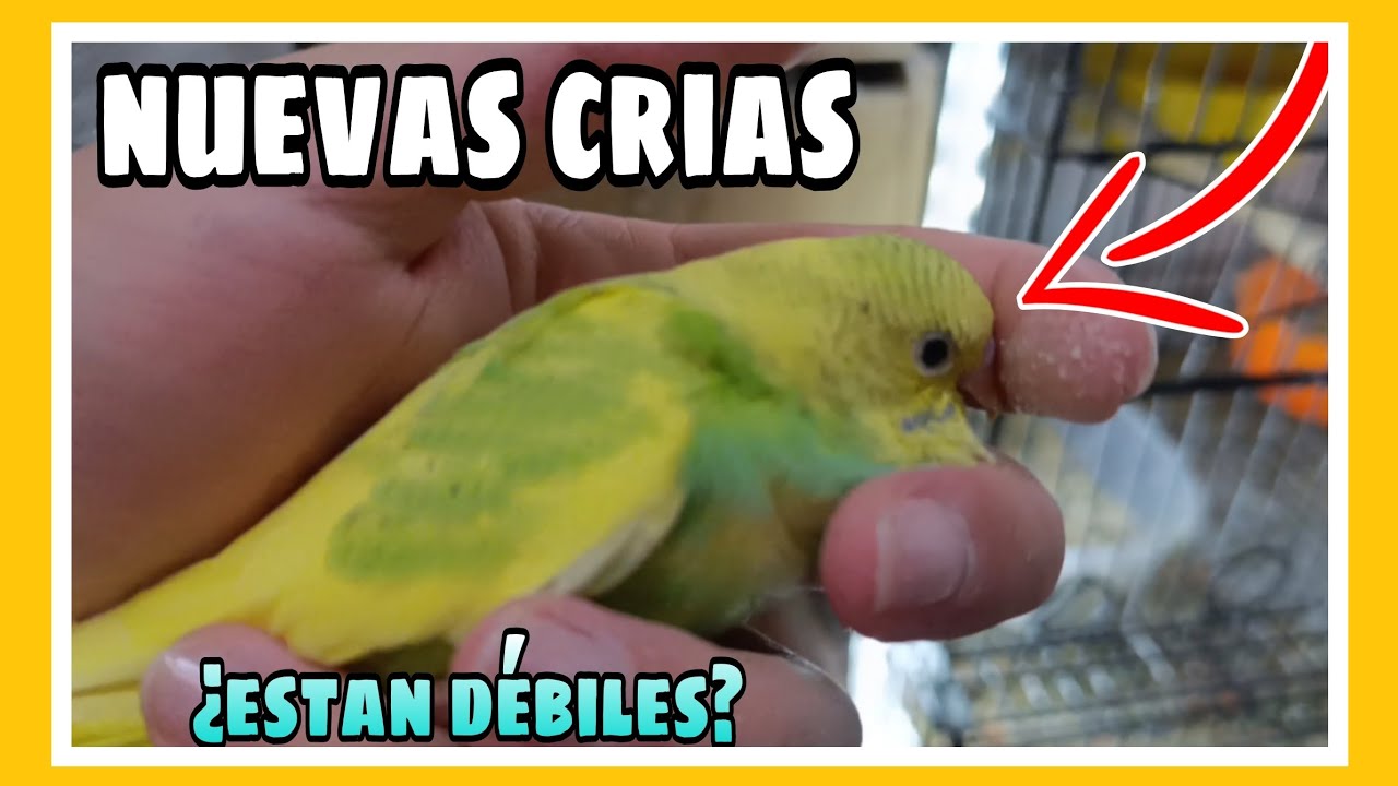 NUEVAS CRIAS DE PERIQUITO DE ESTE AÑO ¿QUE HACER SI ESTÁN DEBILES?