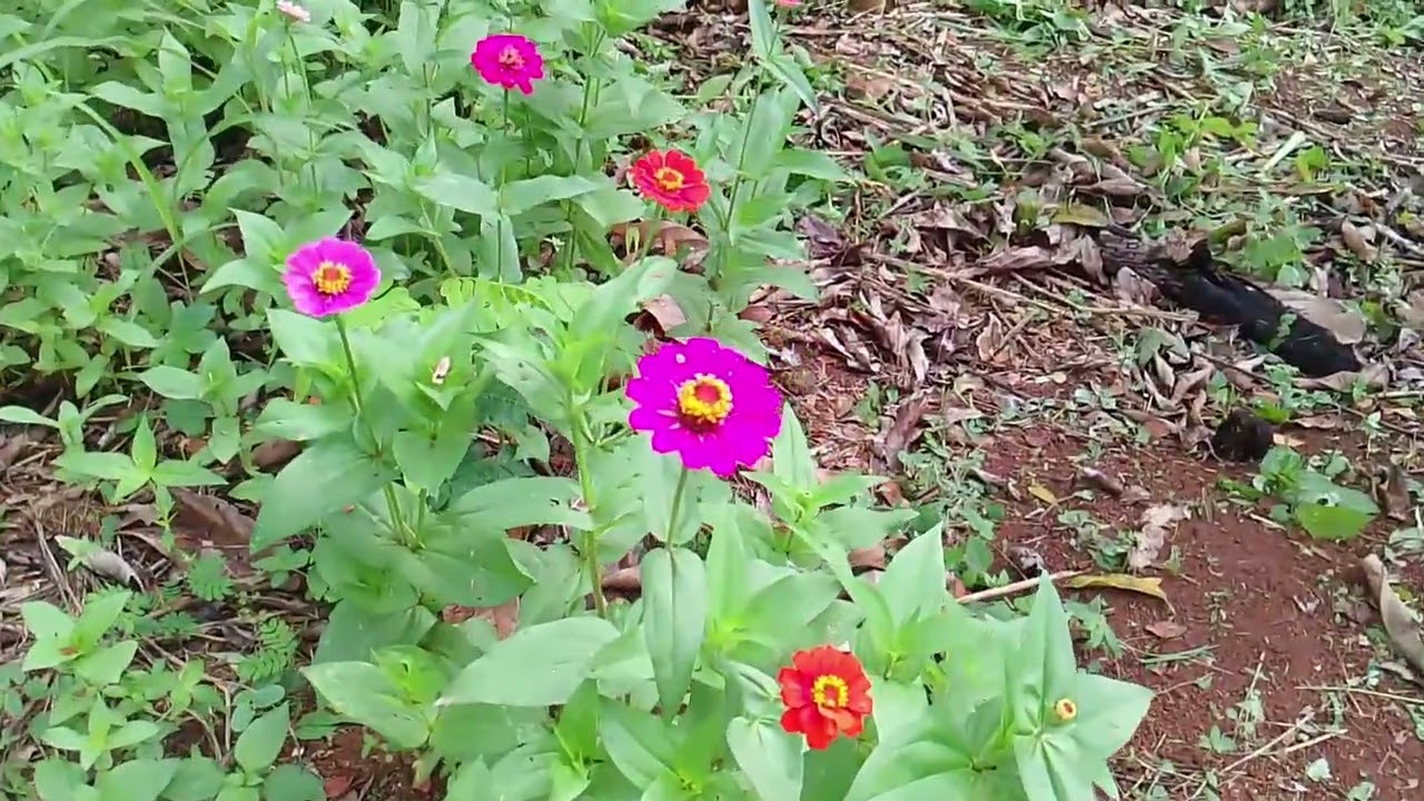 Fazer um tour pela frutas e flores 