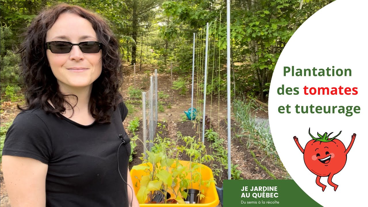 Comment planter les tomates au jardin