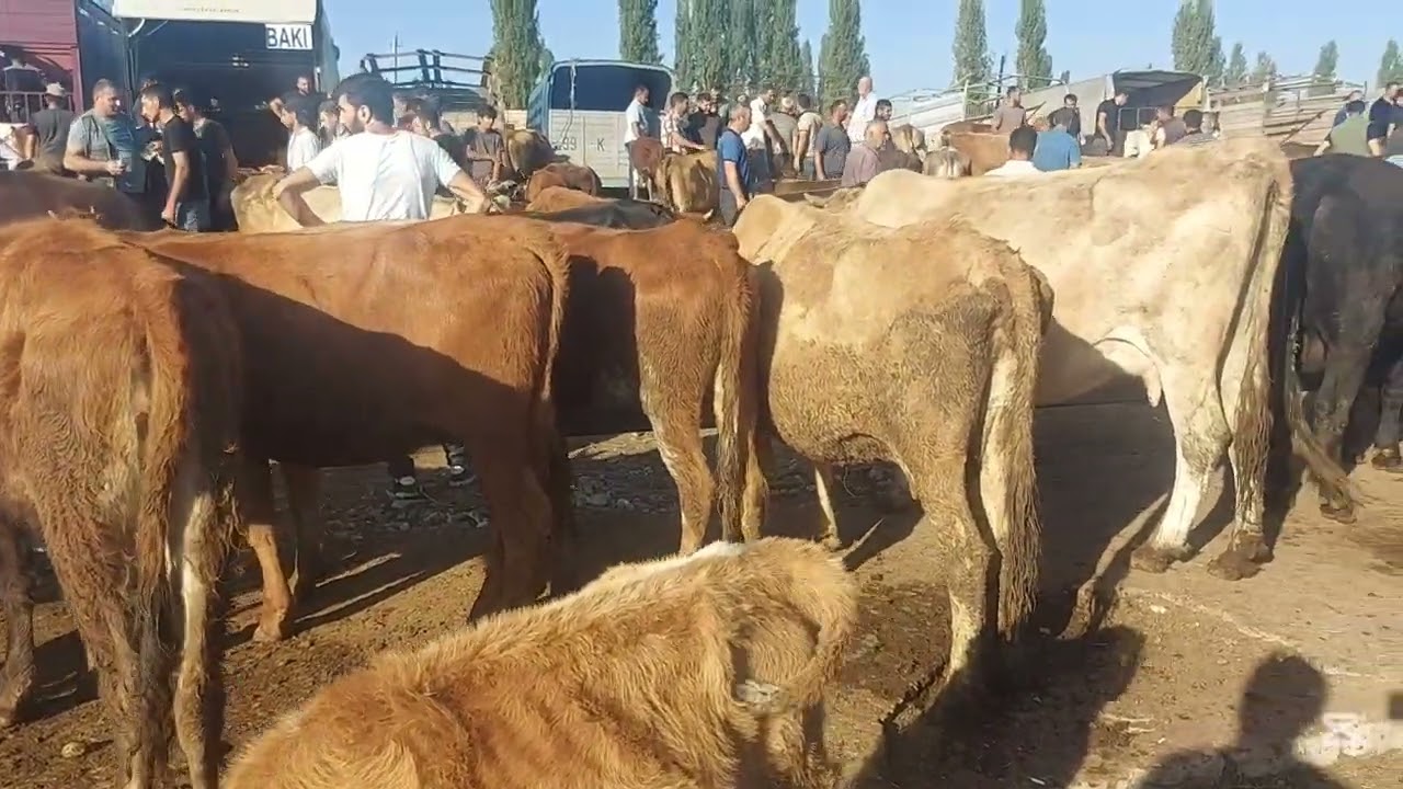 Xaçmaz Mal Bazarı.31.08.25