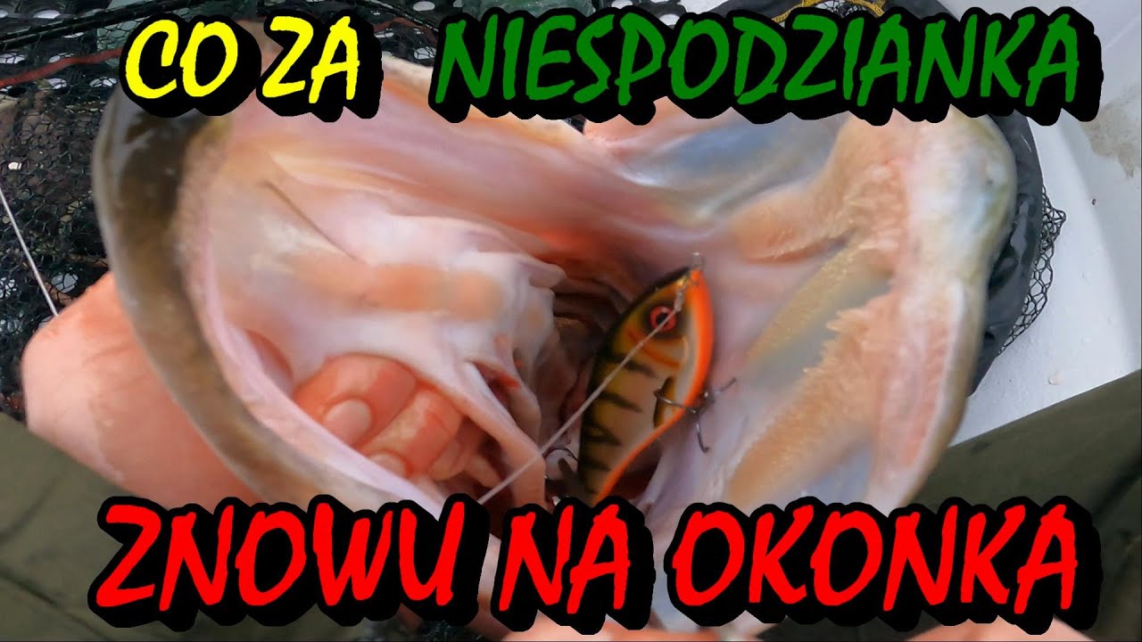 SZCZUPAKI W GRUDNIU /  MOŻNA TRAFIĆ GRUUBE RYBY