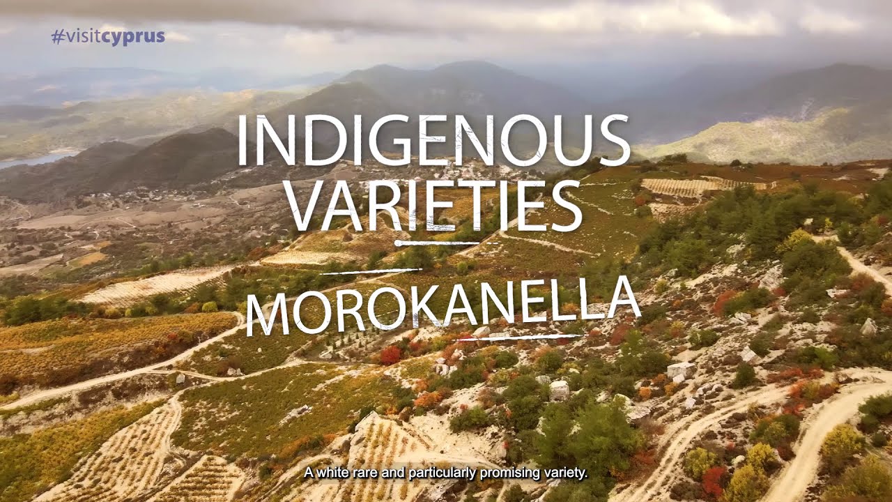 Morokanella (Indigenous varieties of Cyprus)