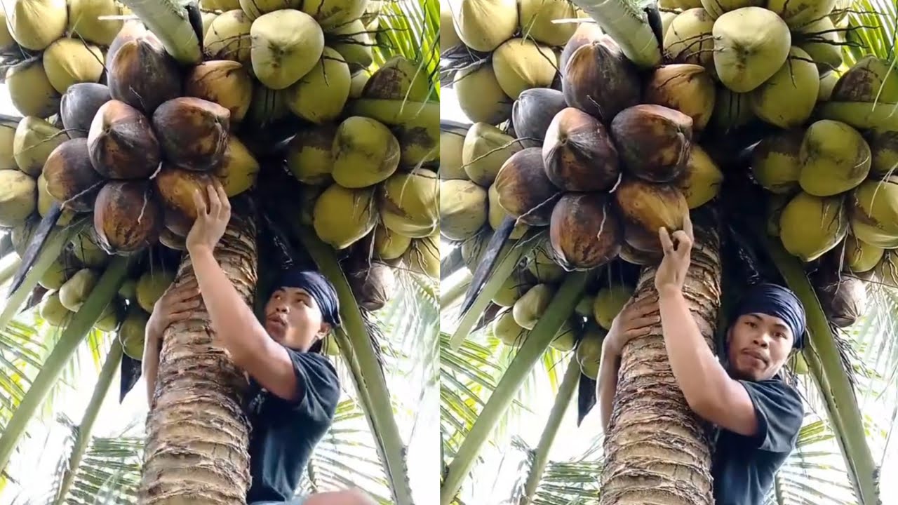 Pag ka ninduta sa lubi dol ga dasok ang bunga dol