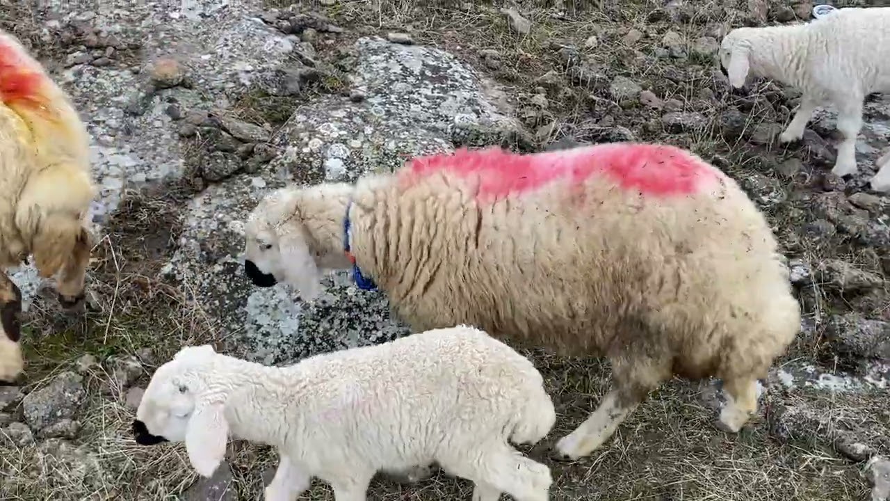 Bugün arazide koyun güttüm arkadaşlar