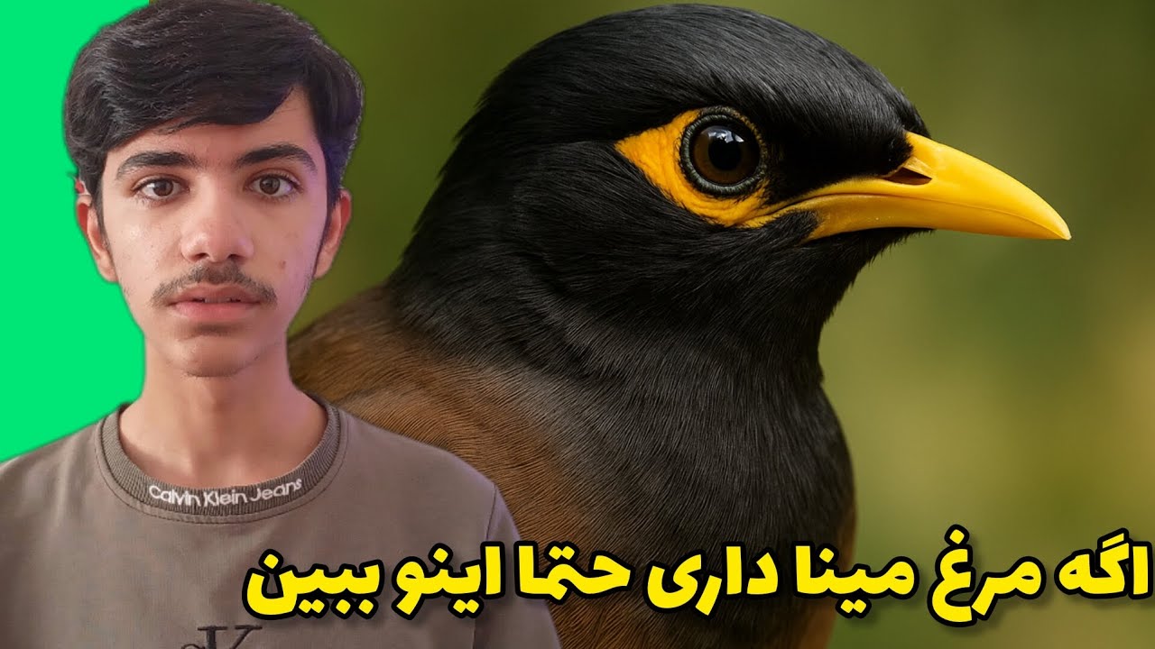 چطور از مرغ مینا درست نگهداری کنیم؟همه چیز درباره تغذیه و حرف زدن