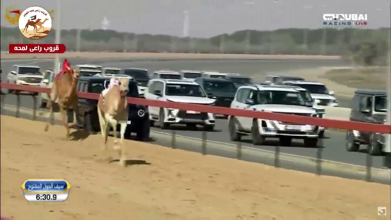 ش 6 ( سيف الحول المفتوح )(ايقونة) لـ ناصر عبدالله احمد المسند 12:13:4 ( *مهرجان سمو ولي عهد دبي * )