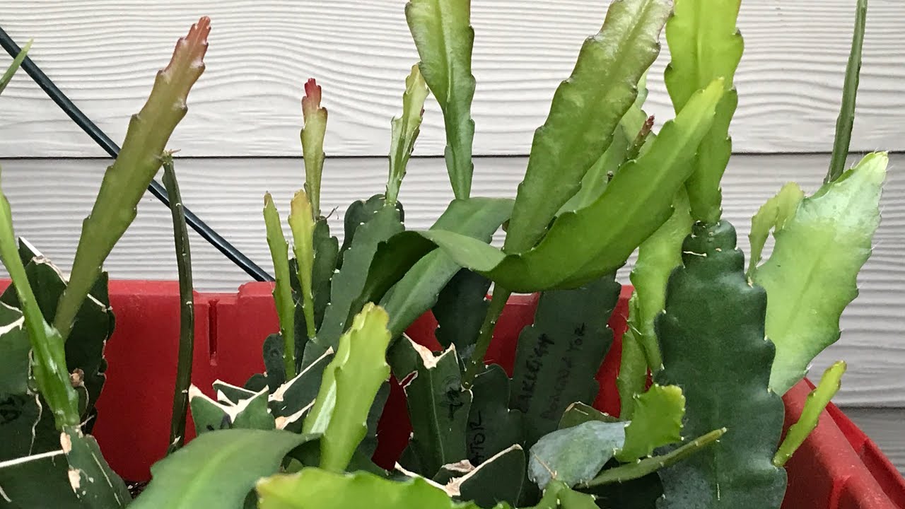 HOW TO PROPAGATE EPIPHYLLUM FOR BEGINNERS, PART II, AFTER 10 WEEKS