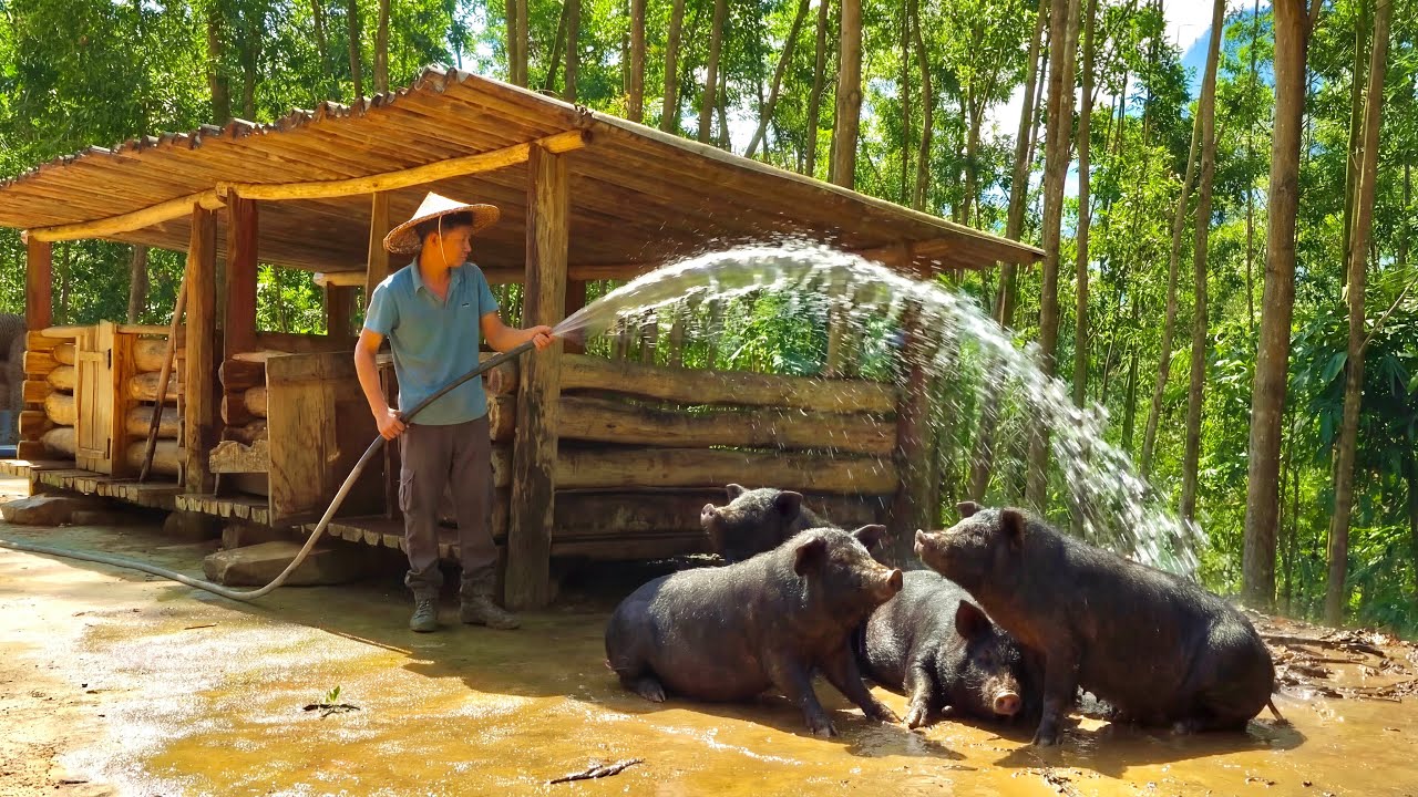 Hot and humid: Cleaning and bathing the big pigs, wife cooks sticky rice to take to the market sell