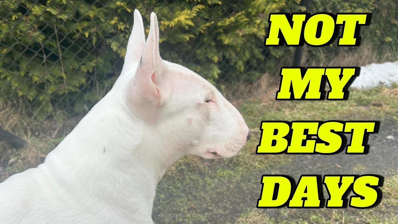 A HARD DAY IN MY LIFE | Bull Terrier Dog Vlog | Daily Routine | Real Life with My Dog |