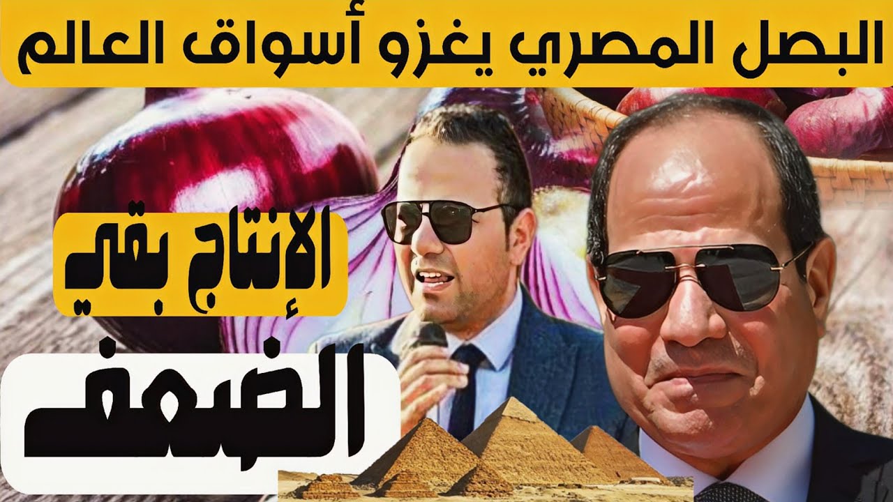 من قلعة تصدير البصل المصري  ! مصر تعيد فتح تصدير البصل للخارج و البصل المصري يغزو أسواق العالم