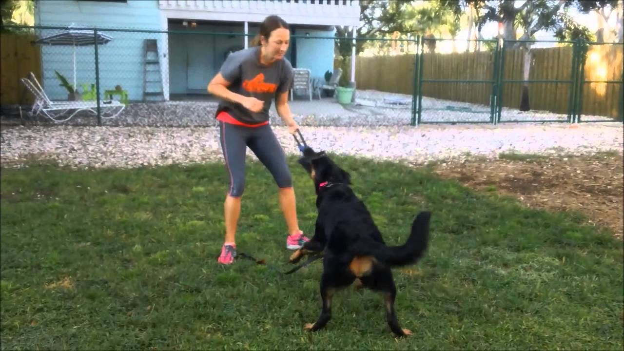 Beauceron | Foundation of Reliable Obedience