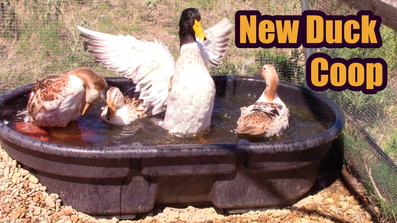 Tips for a Successful Duck Coop!