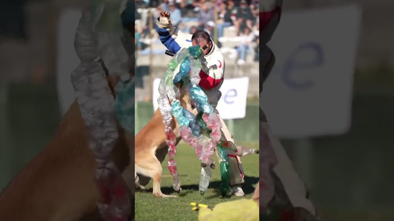 Malinois la Campionatul Mondial de dresaj canin