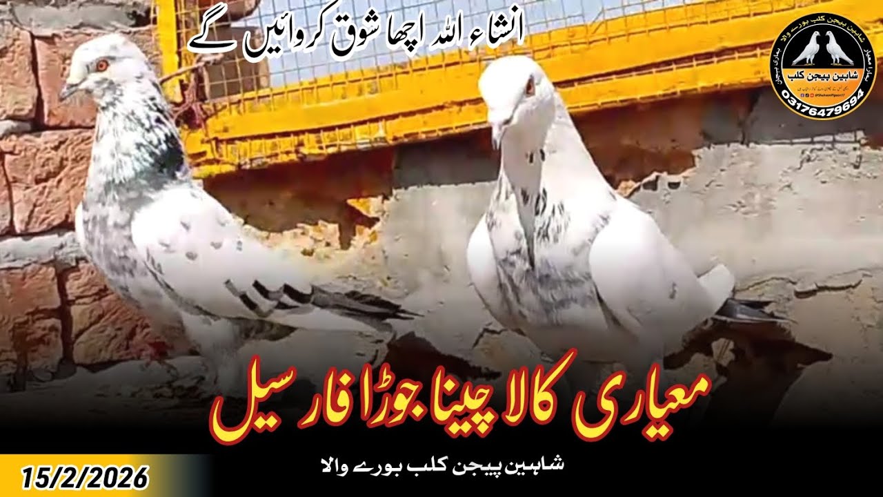 Best Quality Kala Cheena Joda For Sale 15/2/2026 | Shaheen Pigeon Club Burewala 