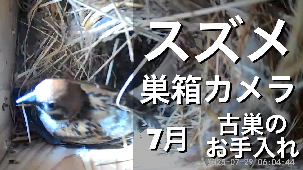 巣立ち後の巣をお手入れするスズメ🐤可愛い☺️【スズメ巣箱観察2025/7月】