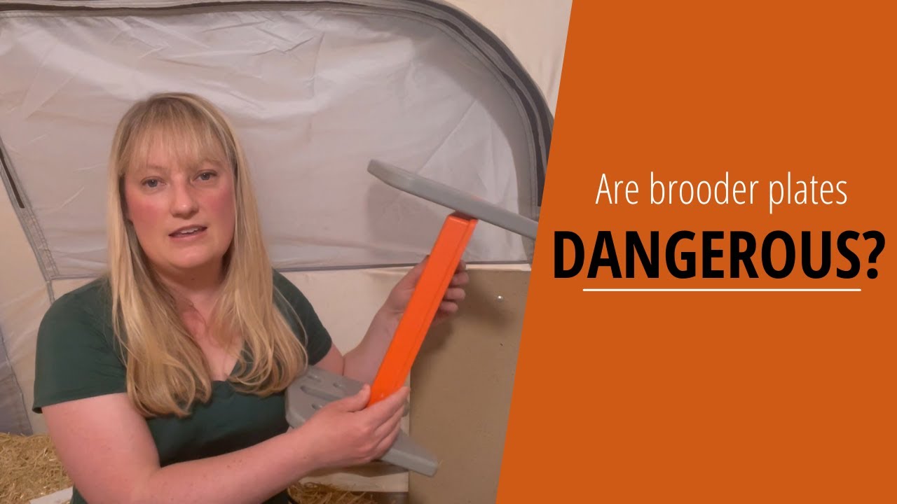 Brooder heat plates are dangerous!