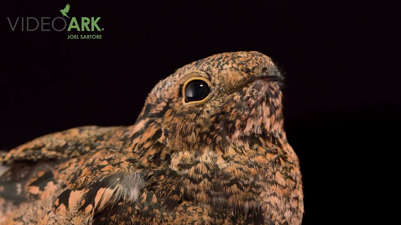 Common nighthawk (Chordeiles minor hesperis) at the Rocky Mountain Wildlife Alliance in Sedalia, CO.