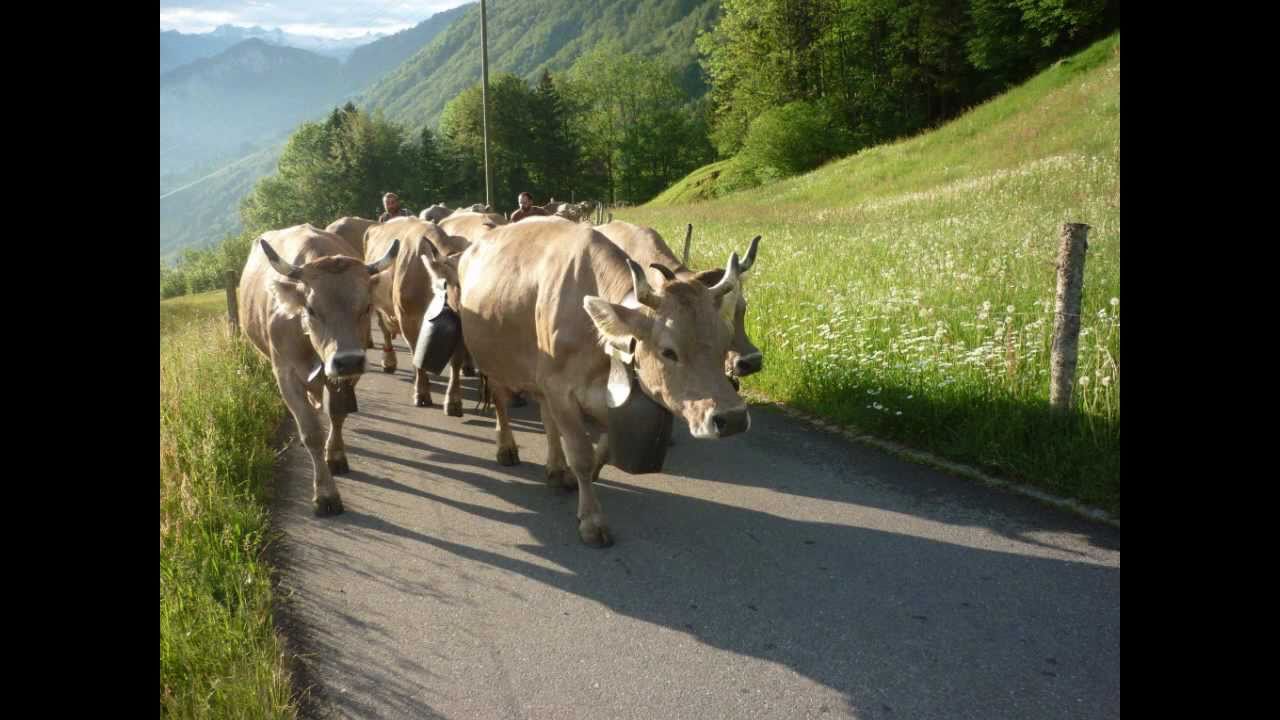 Alpauffahrt 2011