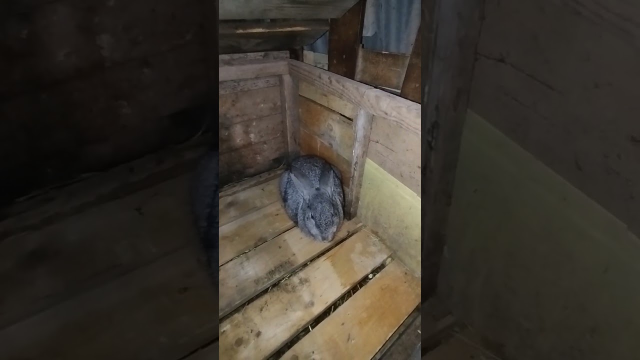Dovşan haqqında bir neçə məlumat ♥️