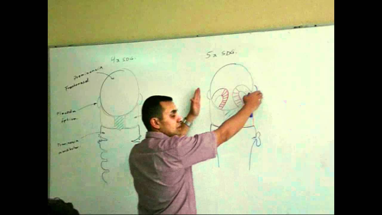 Formación De Cara 1/2