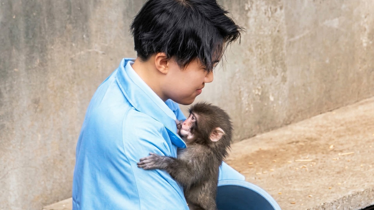 Heart-Melting: Punch Won’t Stop Clinging to His Keeper