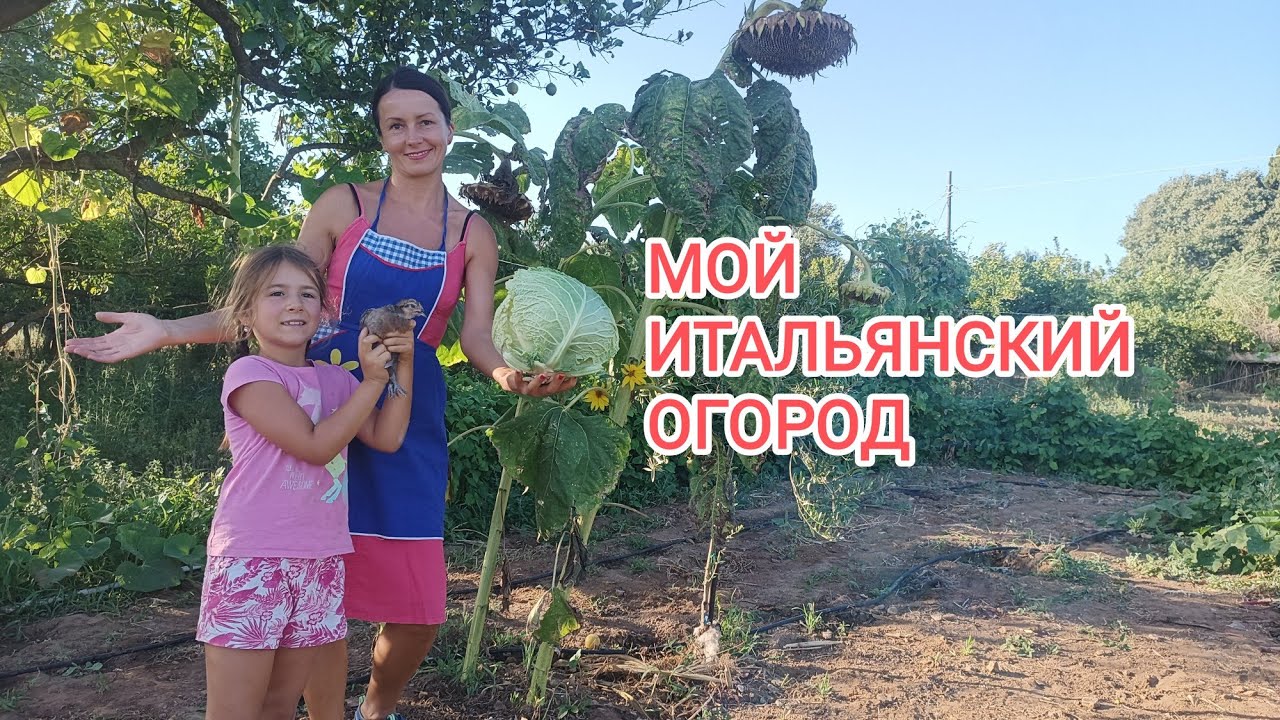 109. Пока ВЫ ждёте осени, я собираю урожай🍆🍅🥒