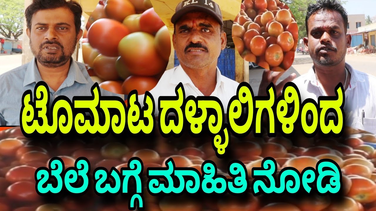 Kolar Tomoto ದಳ್ಳಾಲಿಗಳಿಂದ ಟೊಮಾಟೊ ಬೆಲೆ ಬಗ್ಗೆ ಉತ್ತಮ ಮಾಹಿತಿ ಇದೆ ನೋಡಿ ideanews