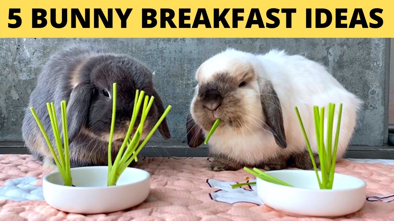 5 Bunny Breakfast Ideas! 😋
