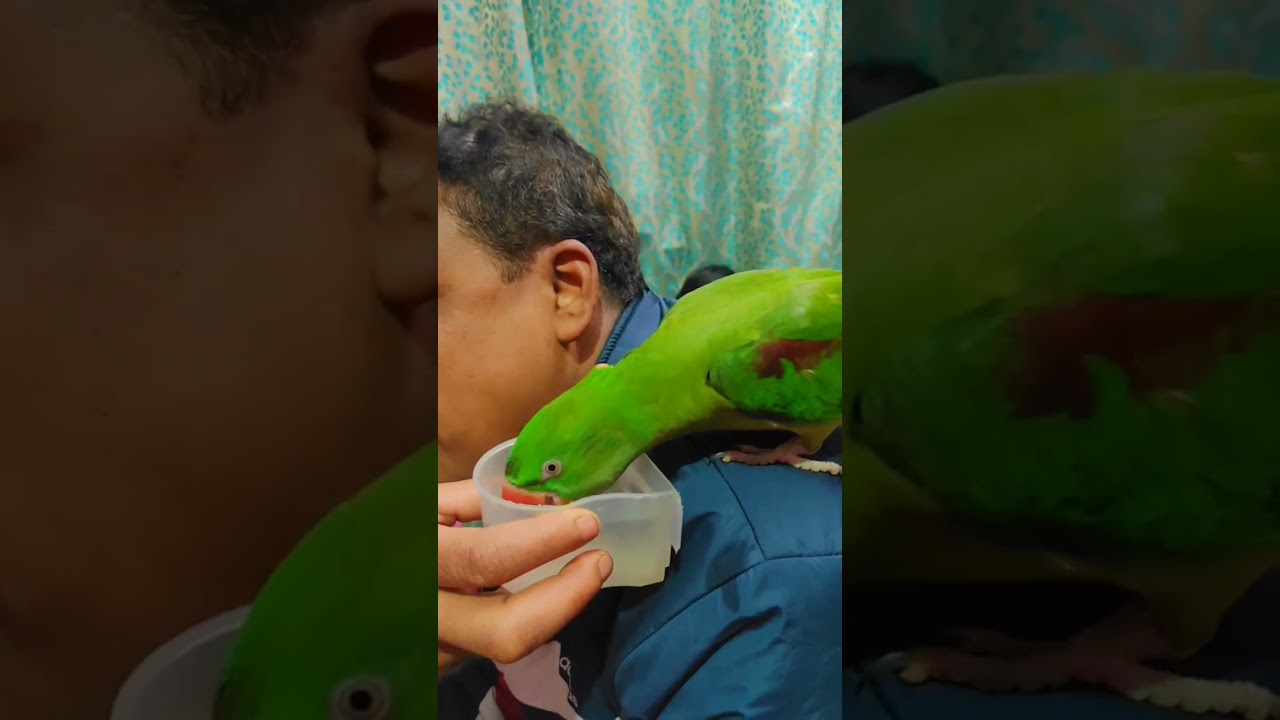 #youtubeshorts #firstparrot #babyanimal #viralvideo #birds #parrrot #babybird #funny #parrot #parrot
