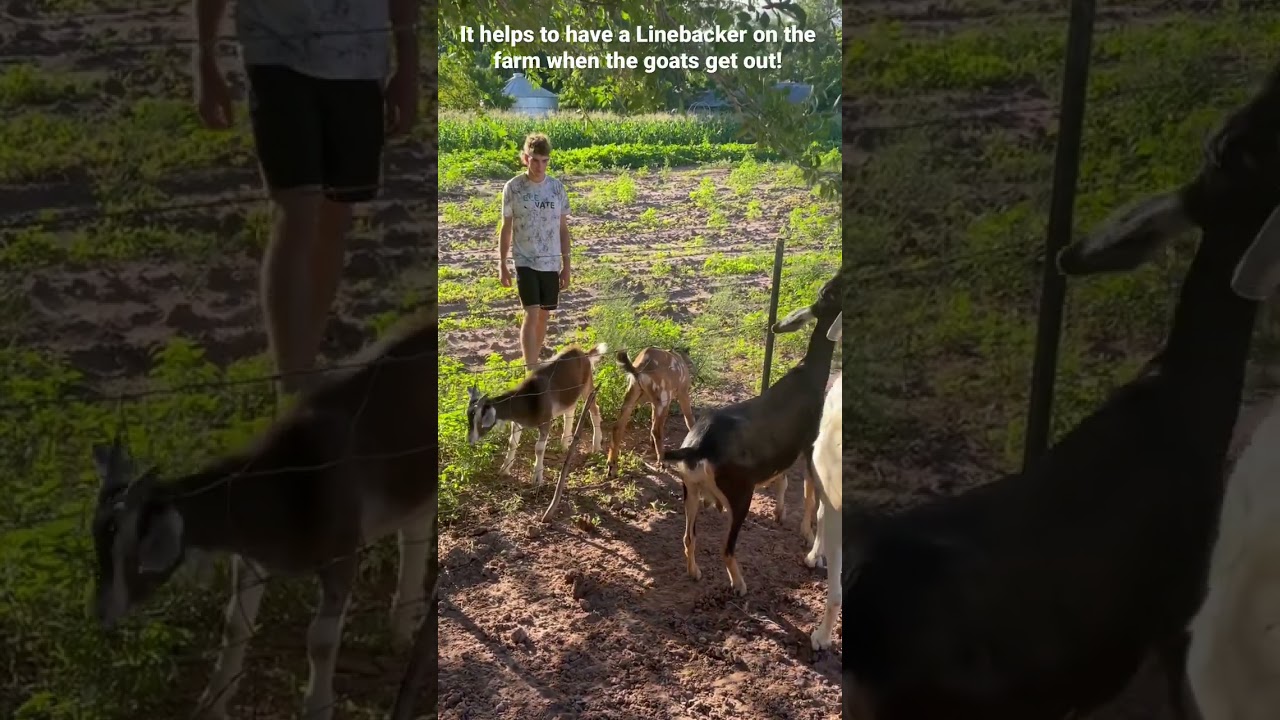 CATCHING WILD GOATS FOOTBALL STYLE