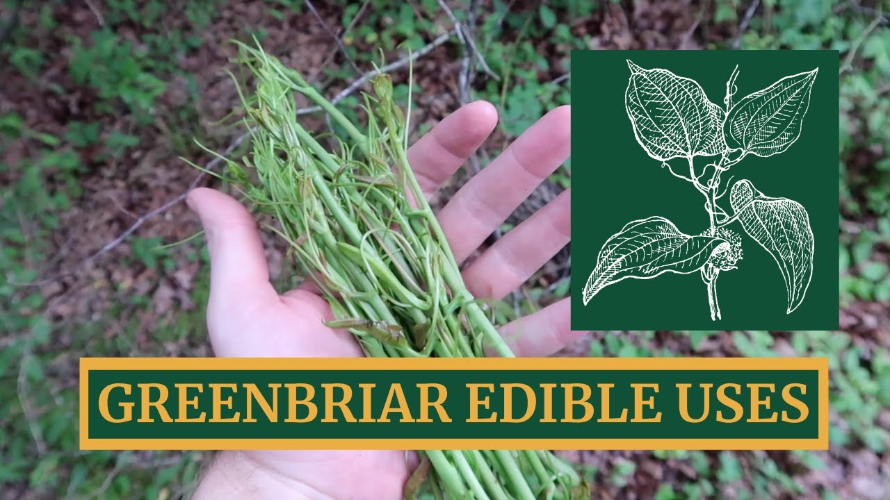 Greenbriar Edible Uses, Harvest, and Campfire Cooking [Eating the East's Most Hated Vine]