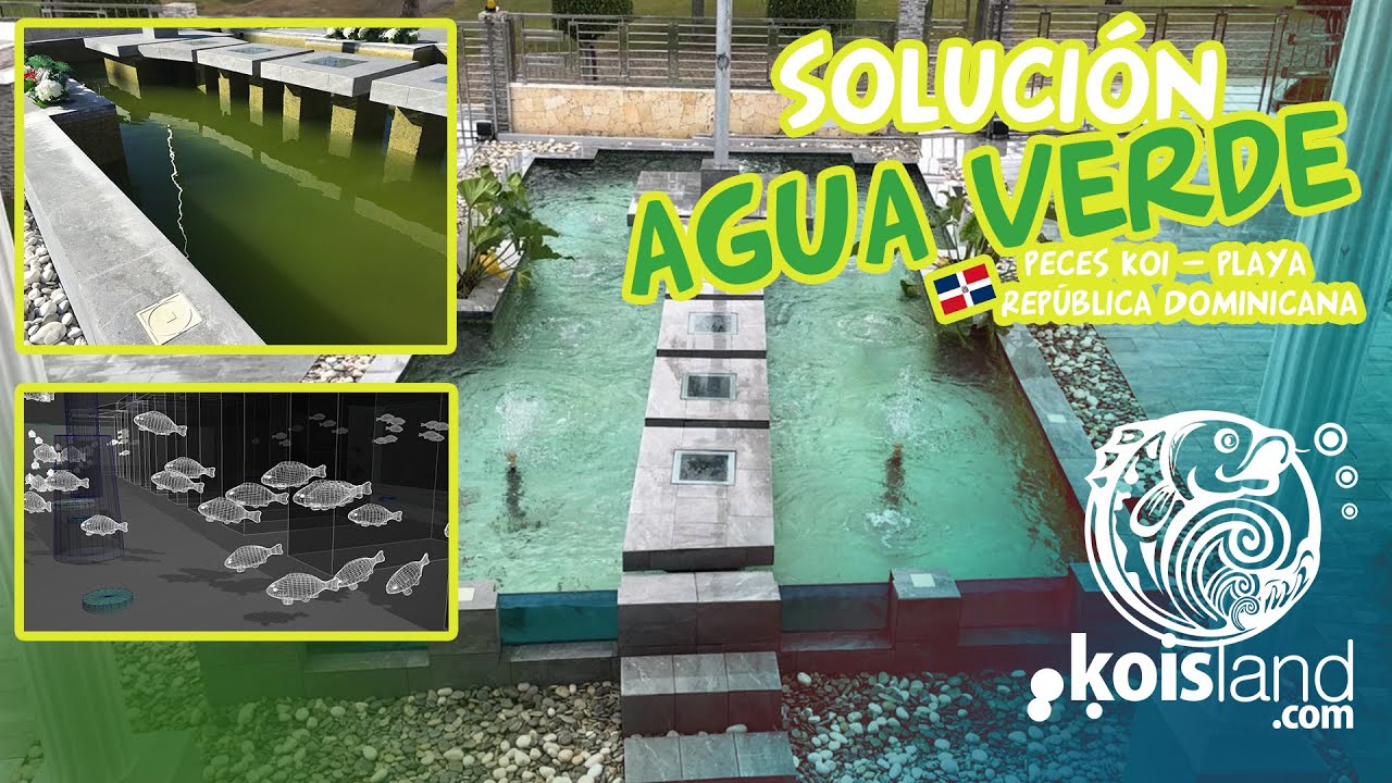 Tutorial como limpiar estanque con agua verde y peces koi - KOISLAND REPÚBLICA DOMINICANA