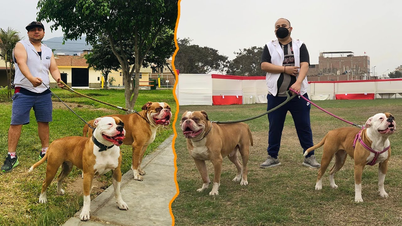 Me topé con el increíble Bulldog AMERICANO - American Bulldog