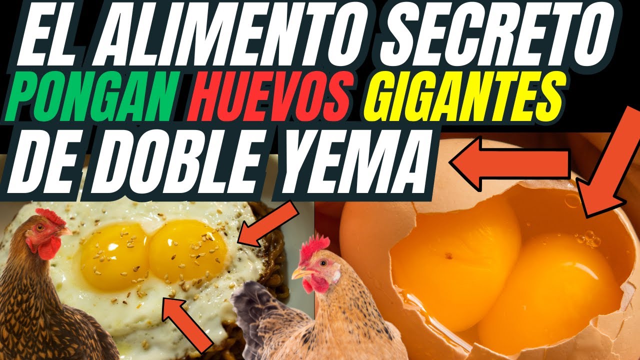 El m&eacute;todo secreto de alimentacion Que tus gallinas pongan huevos GIGANTES  de DOBLE yema