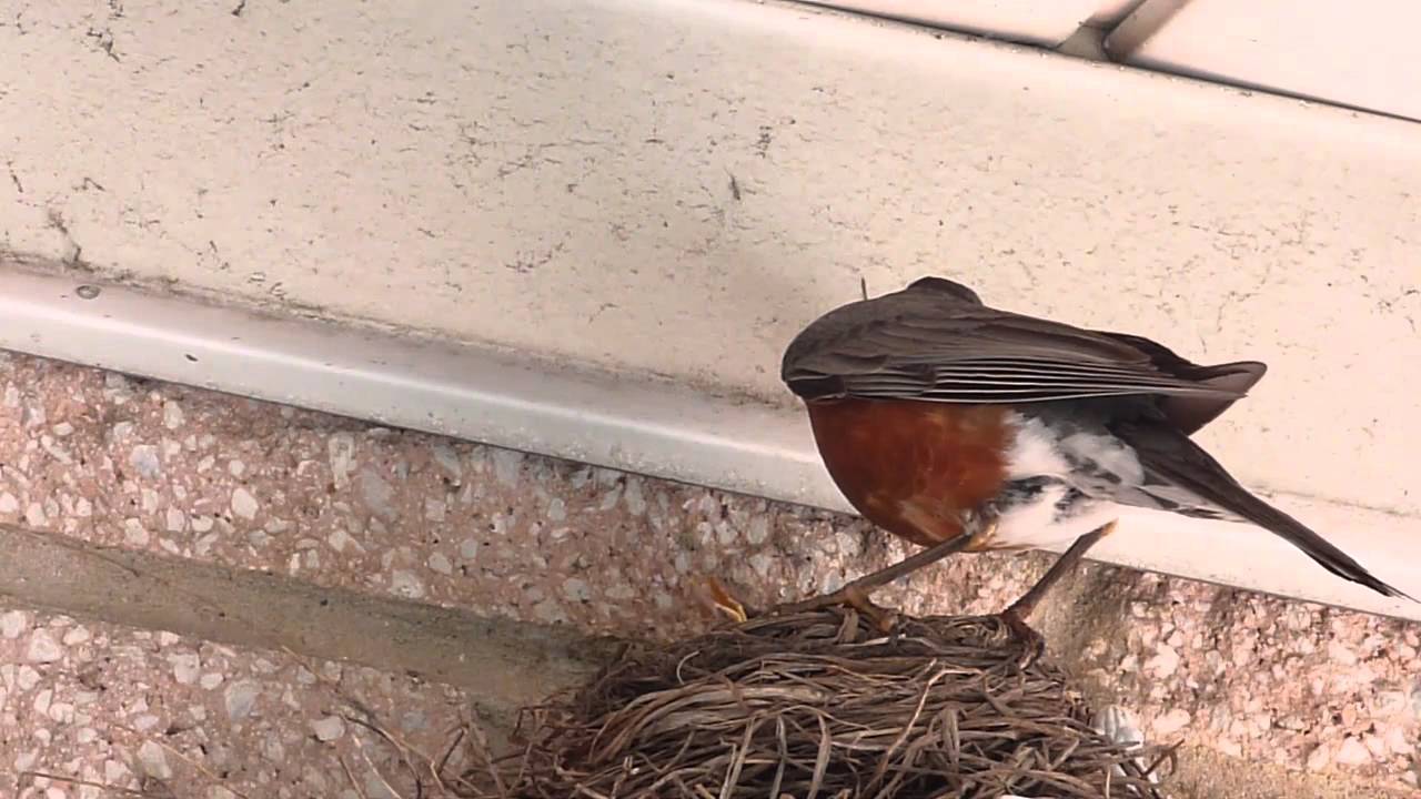 Robins nest on the balcony