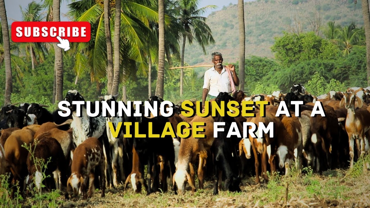 A Golden Sunset view at Village farm 🛖🌴 🌅   || Cooked Mushroom Bread in Nature🥘