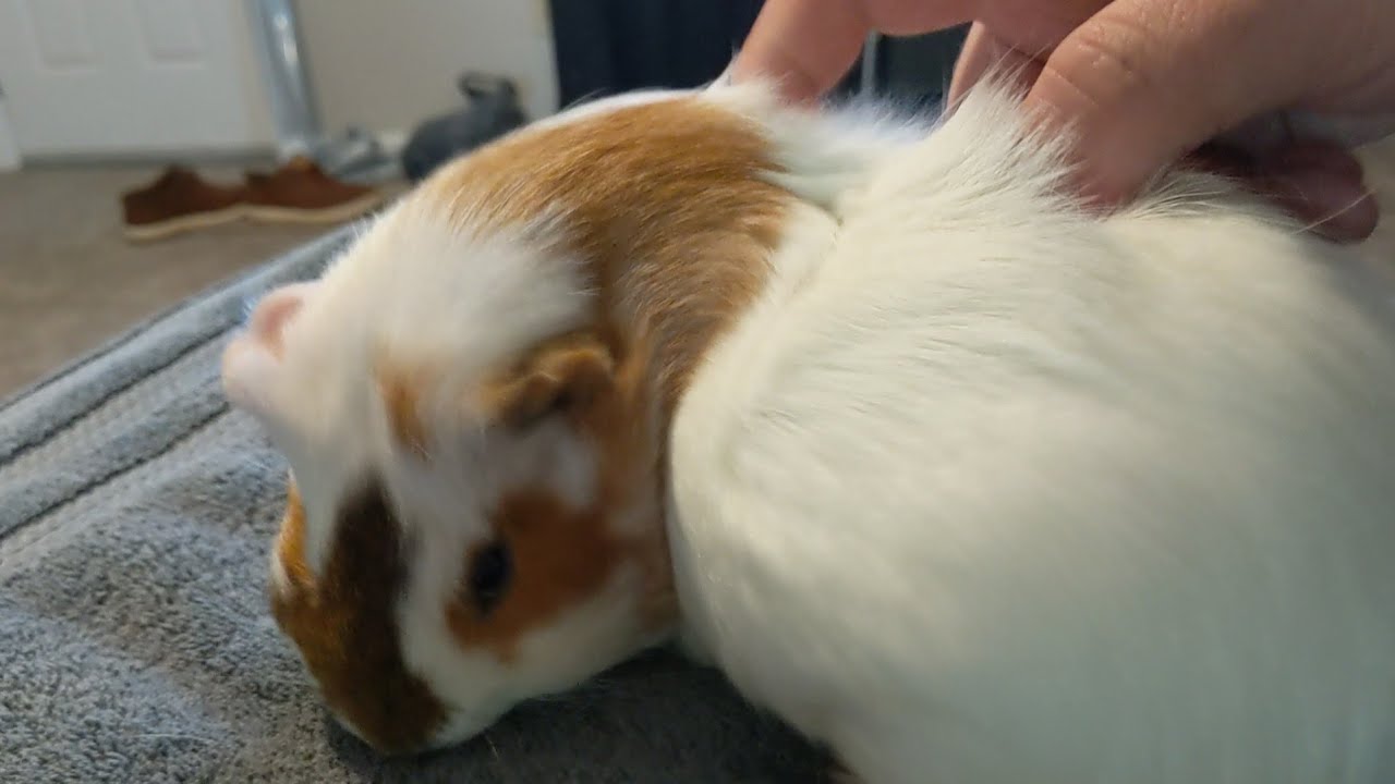 Itchy Piggy Gets Help With Scritches