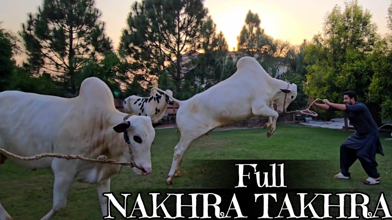 Out of control Fatehjangifull Nakhra Takhra 😎 сезон 2026 - Dhamaky Dar Vlog - JNTV Vlogs