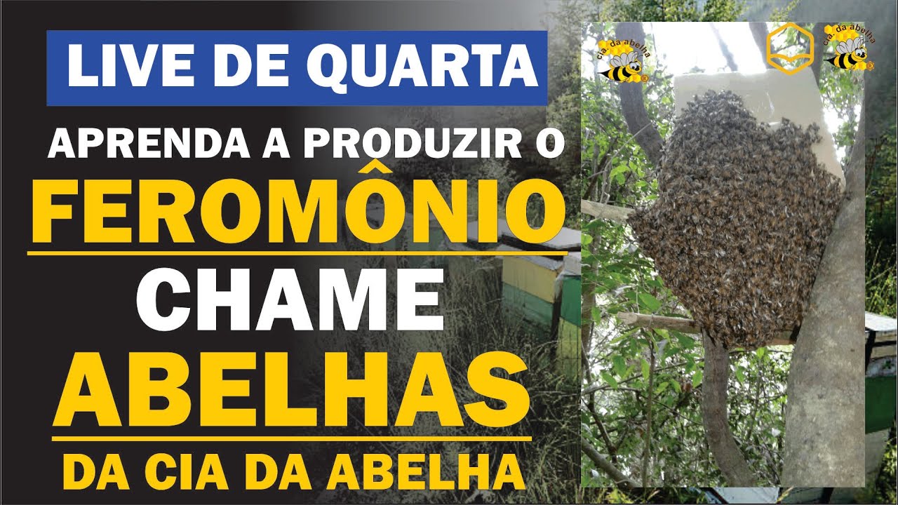 Aprenda a produzir o atrativo Cia da Abelha | LIVE DE QUARTA