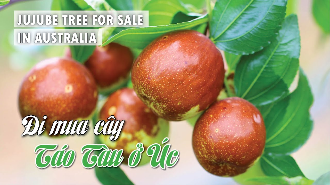 #14 Mua cây Táo tàu ở Úc - Jujube tree for sale In Australia 🌳