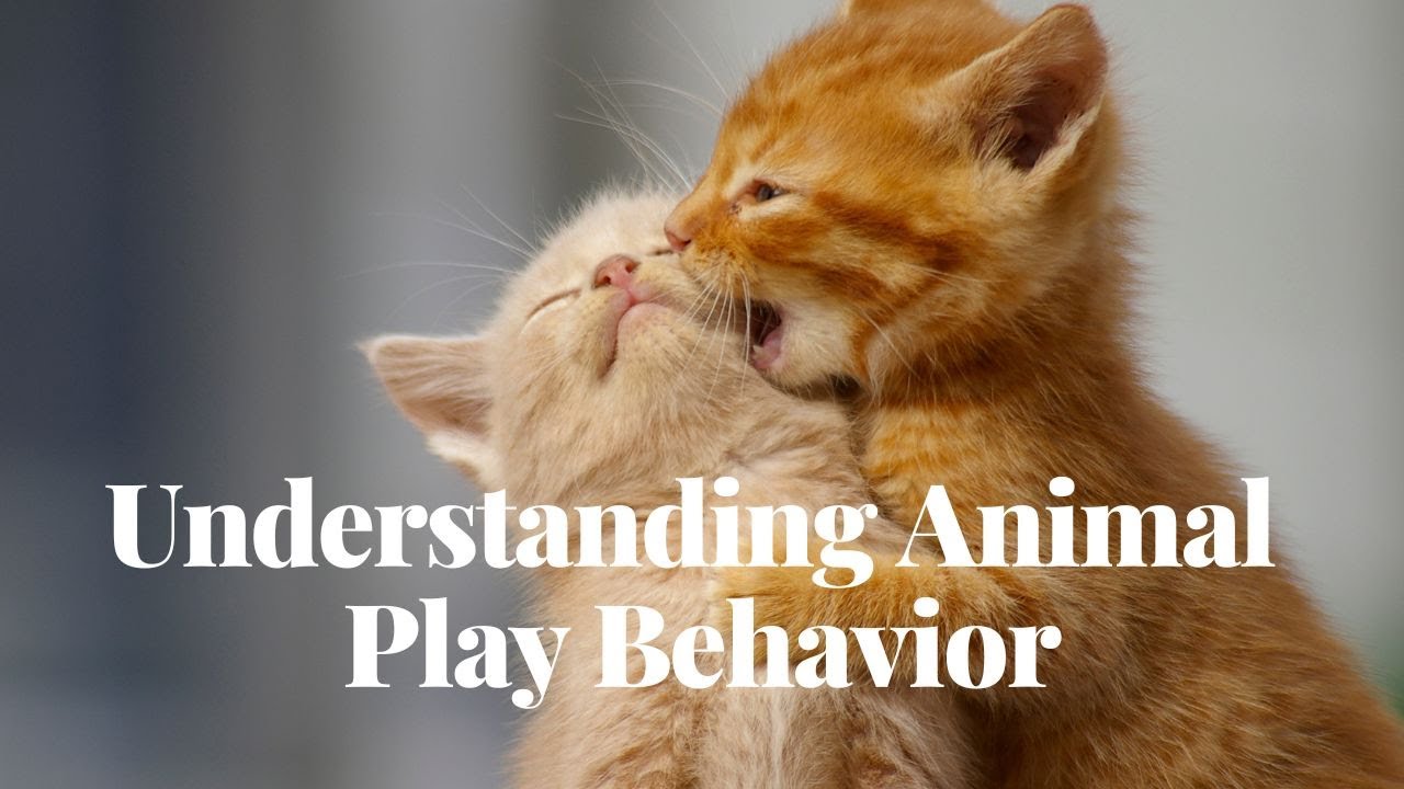 Understanding Animal Play Behavior | Why Animals Play and What It Teaches Us