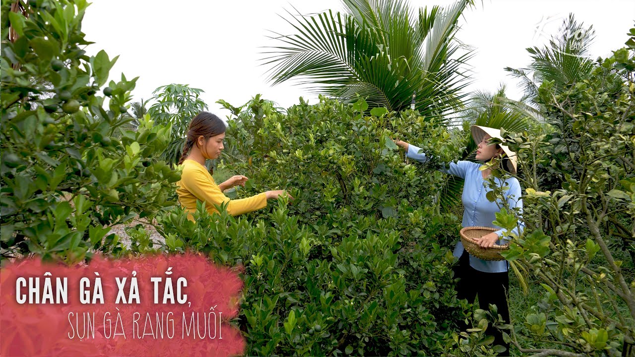 Chân gà sả tắc chua cay, sụn gà rang muối - Khói Lam Chiều #91| Chicken feet pickled with lemongrass