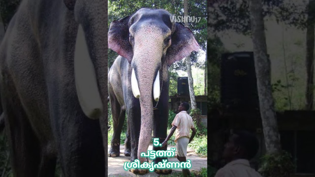 Top 5 highest elephants in Kerala of Alltime 